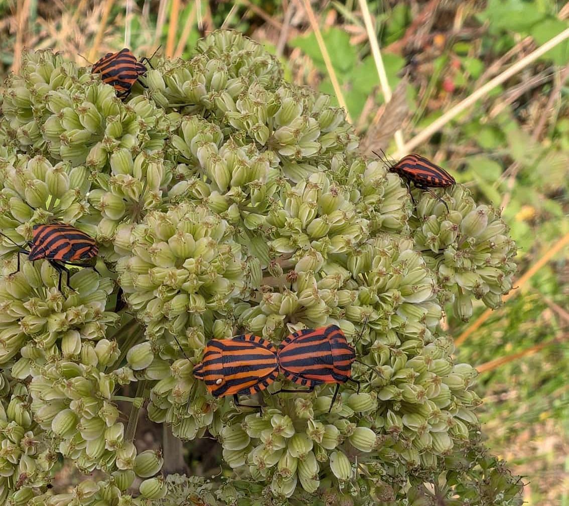 Insekten auf Pflanze